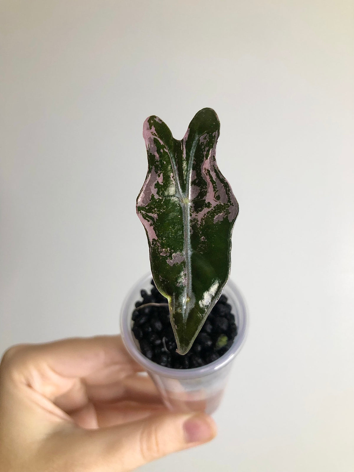 Nobilis Pink