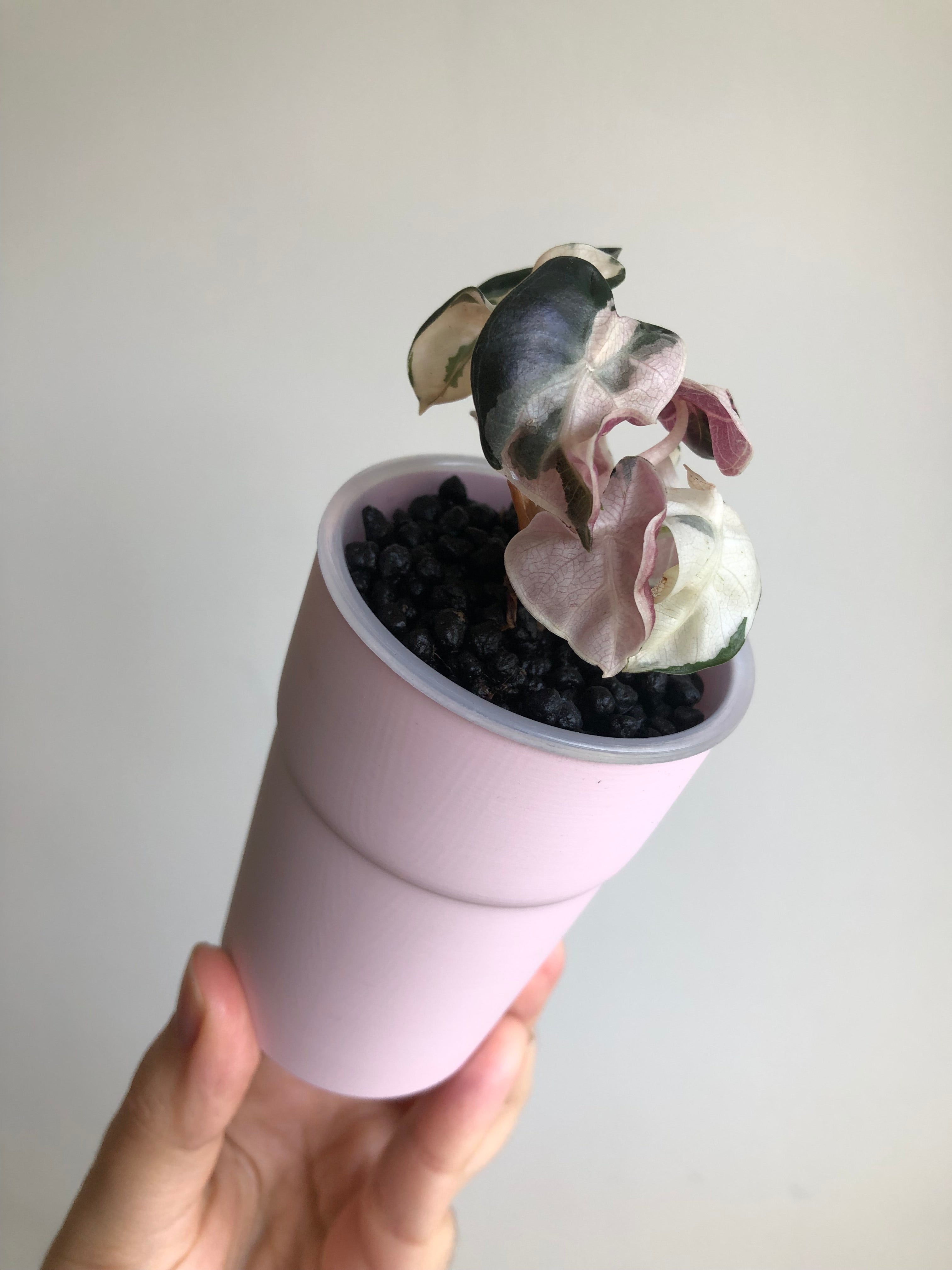 Balloonheart pink + rosa potte