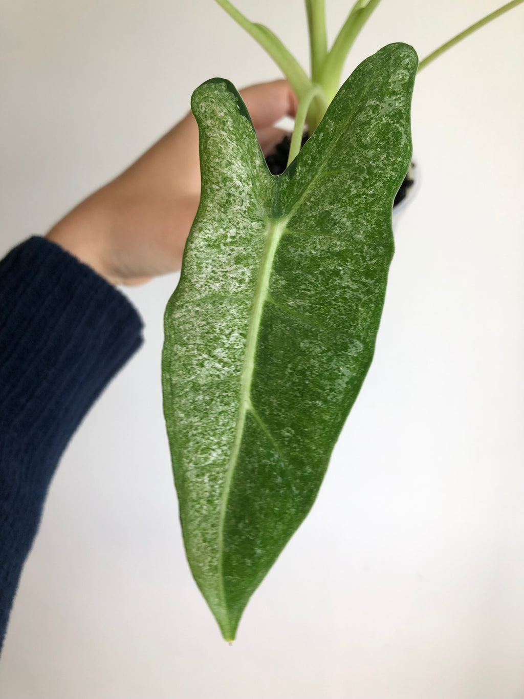 Frydek Mint - Morplante