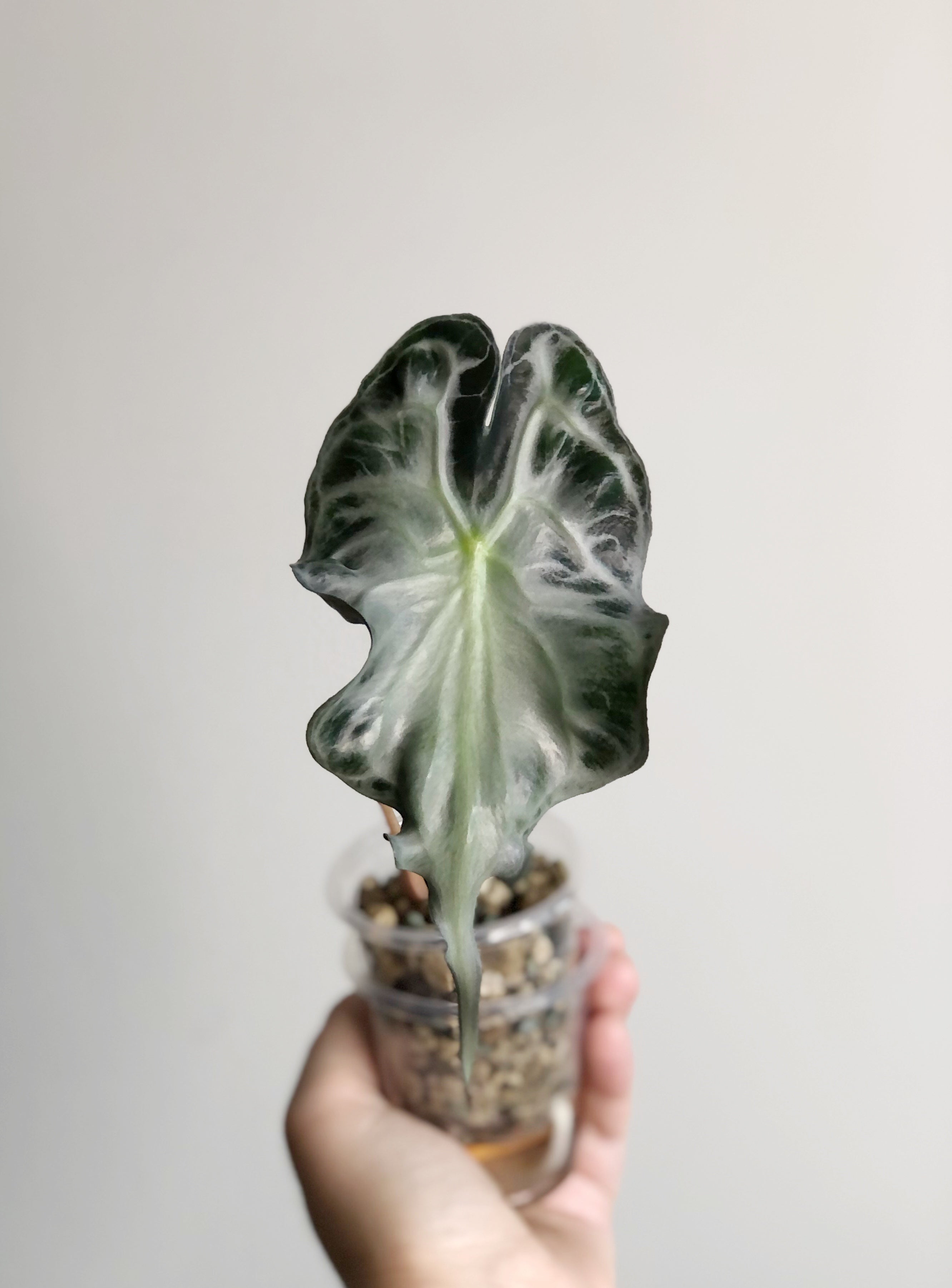Alocasia Venom