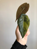 Sedenii aurea