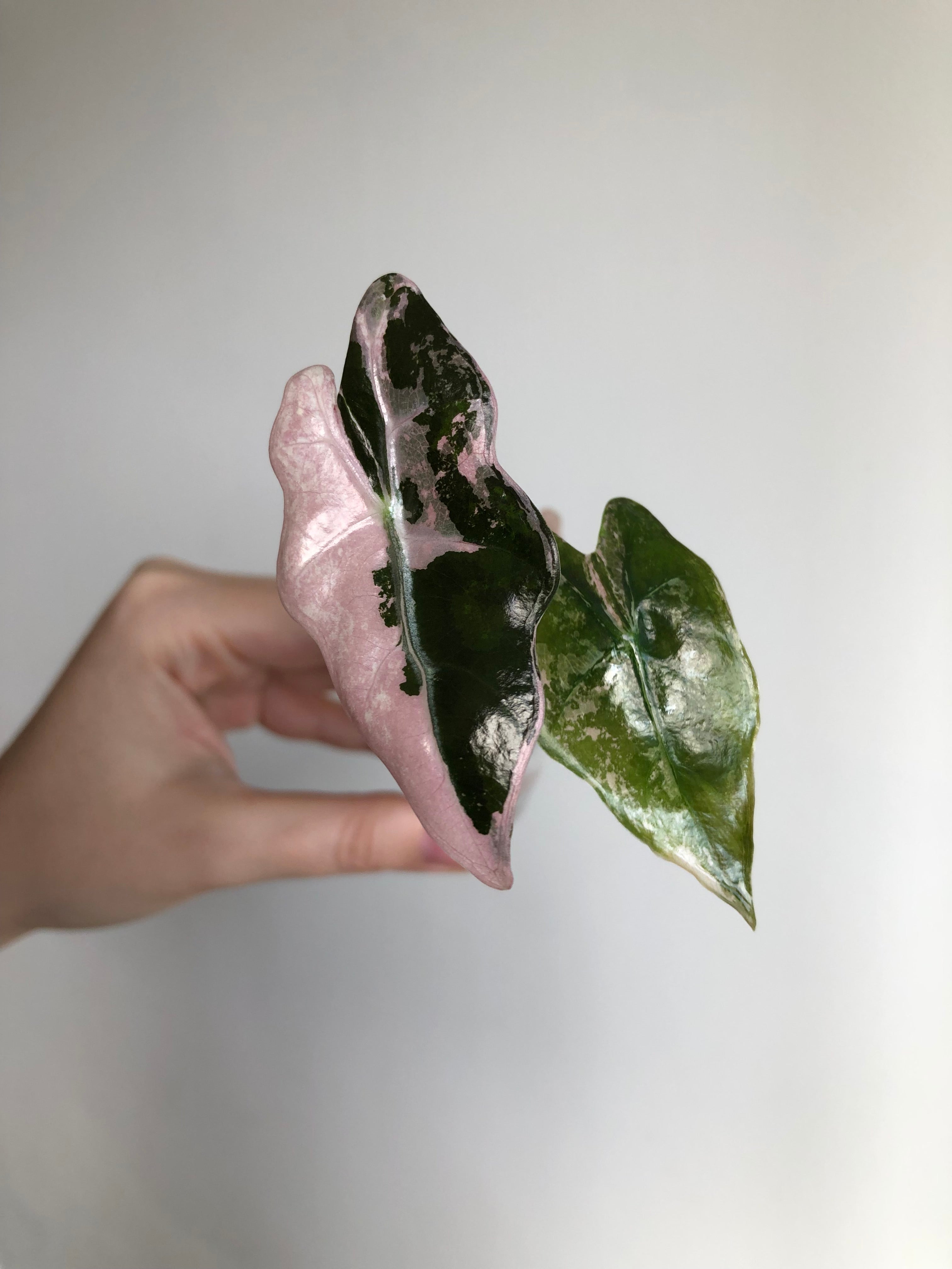 Nobilis Pink + rosa potte
