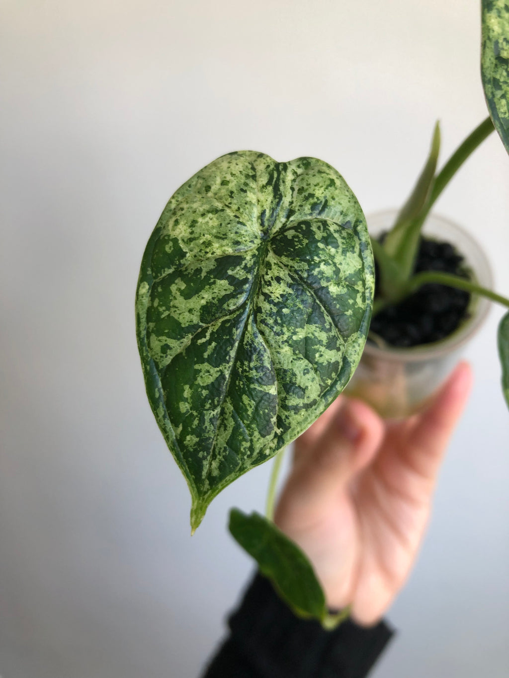 Dragon scale mint