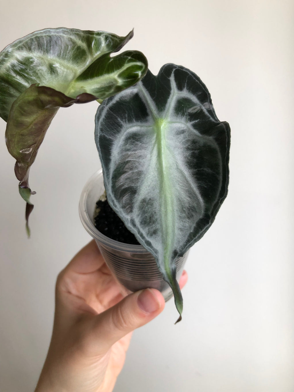 Alocasia Venom