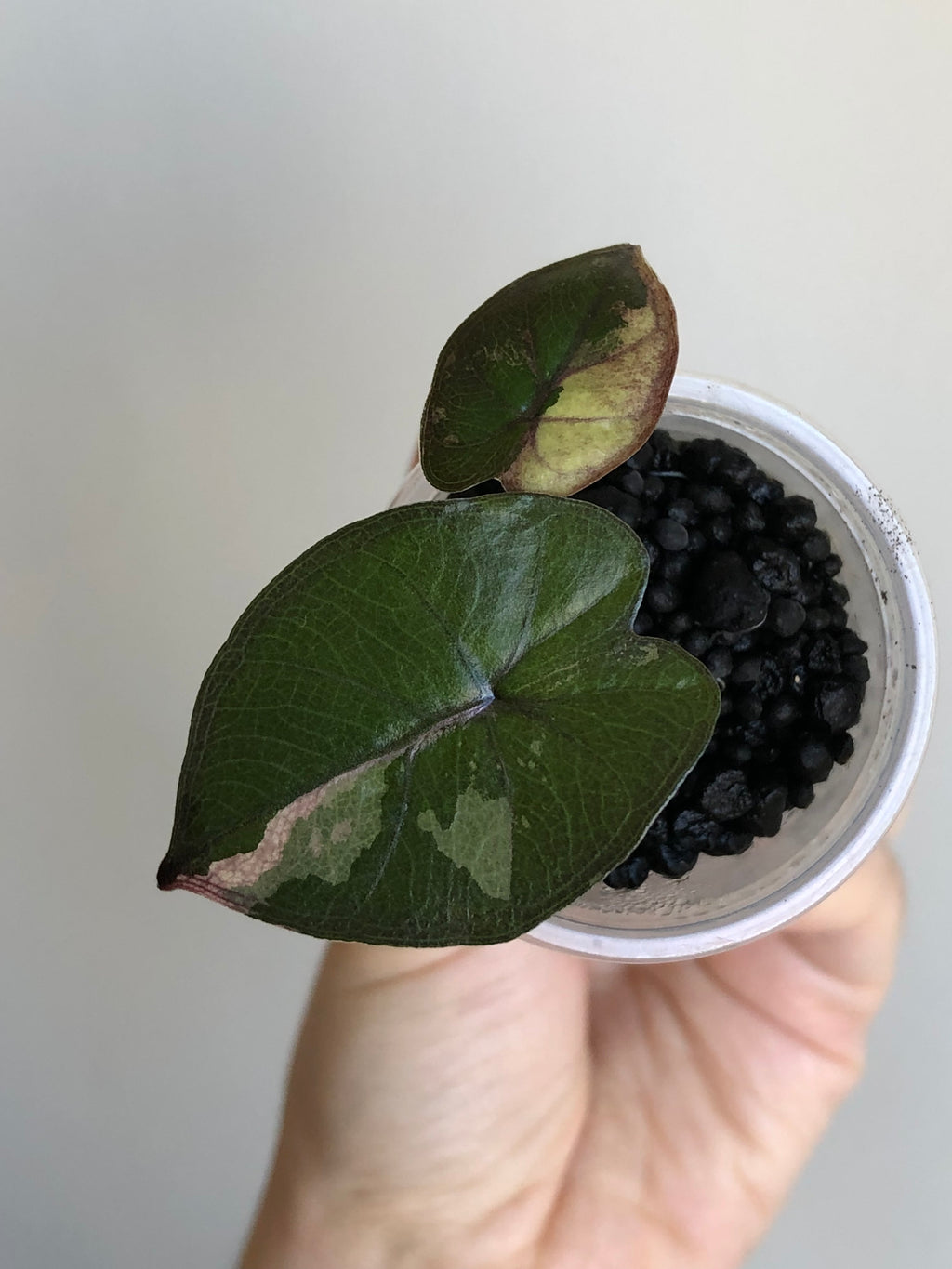 Yucatan princess variegata aurea
