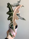 Nobilis Pink - knoll