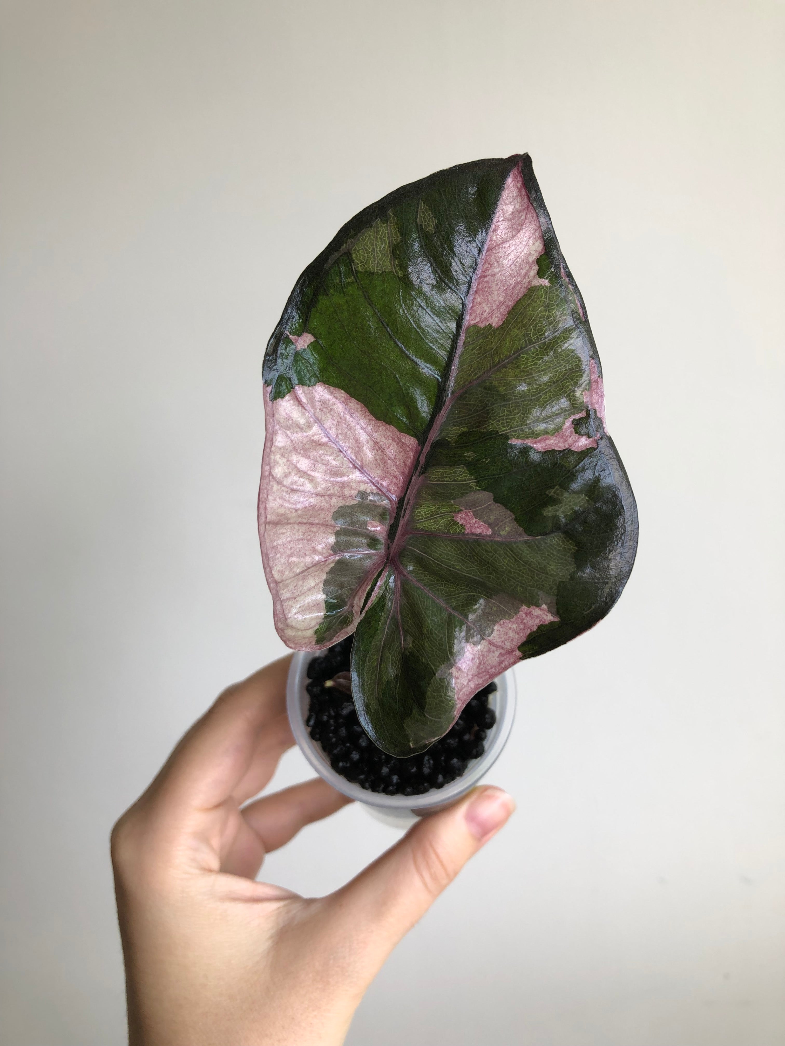 Yucatan Princess Pink