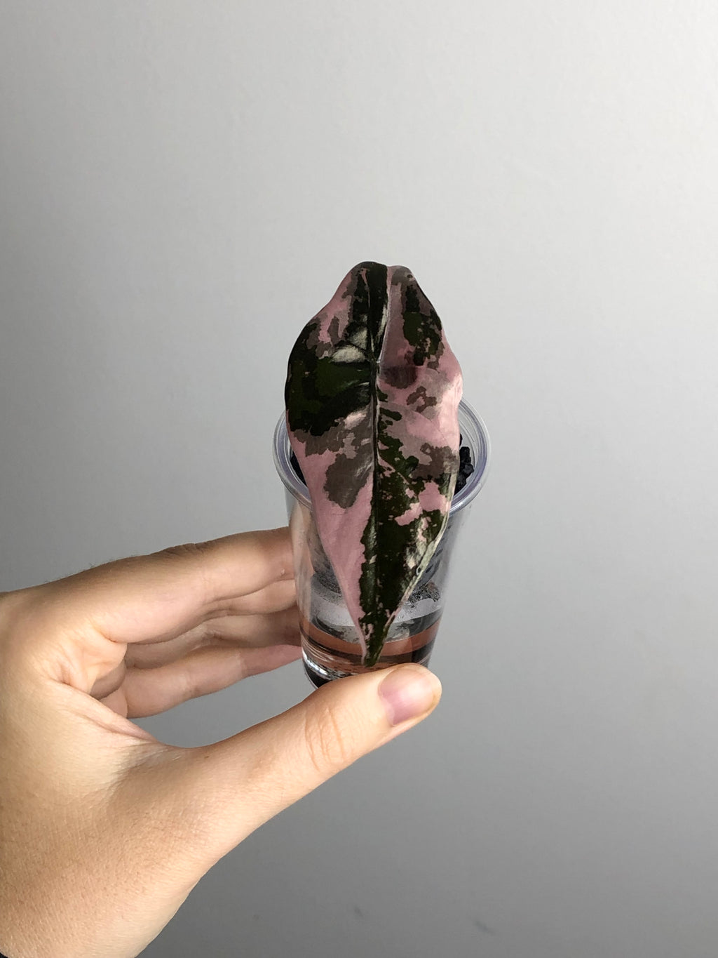 Chantrieri Pink
