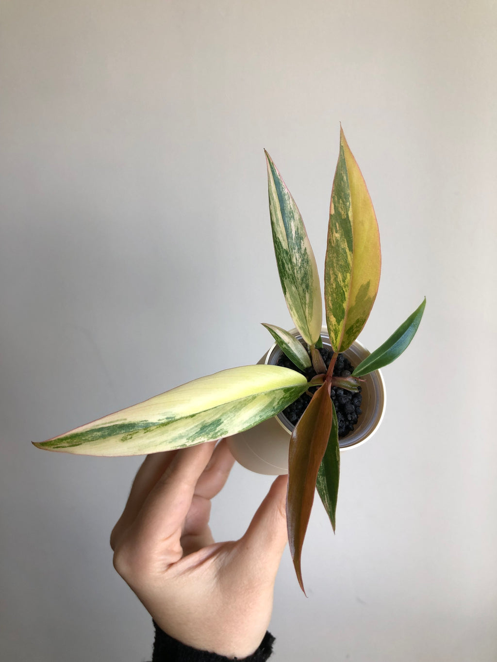Philodendron Caramel Marble + beige potte