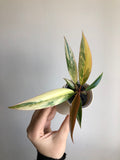Philodendron Caramel Marble + beige potte