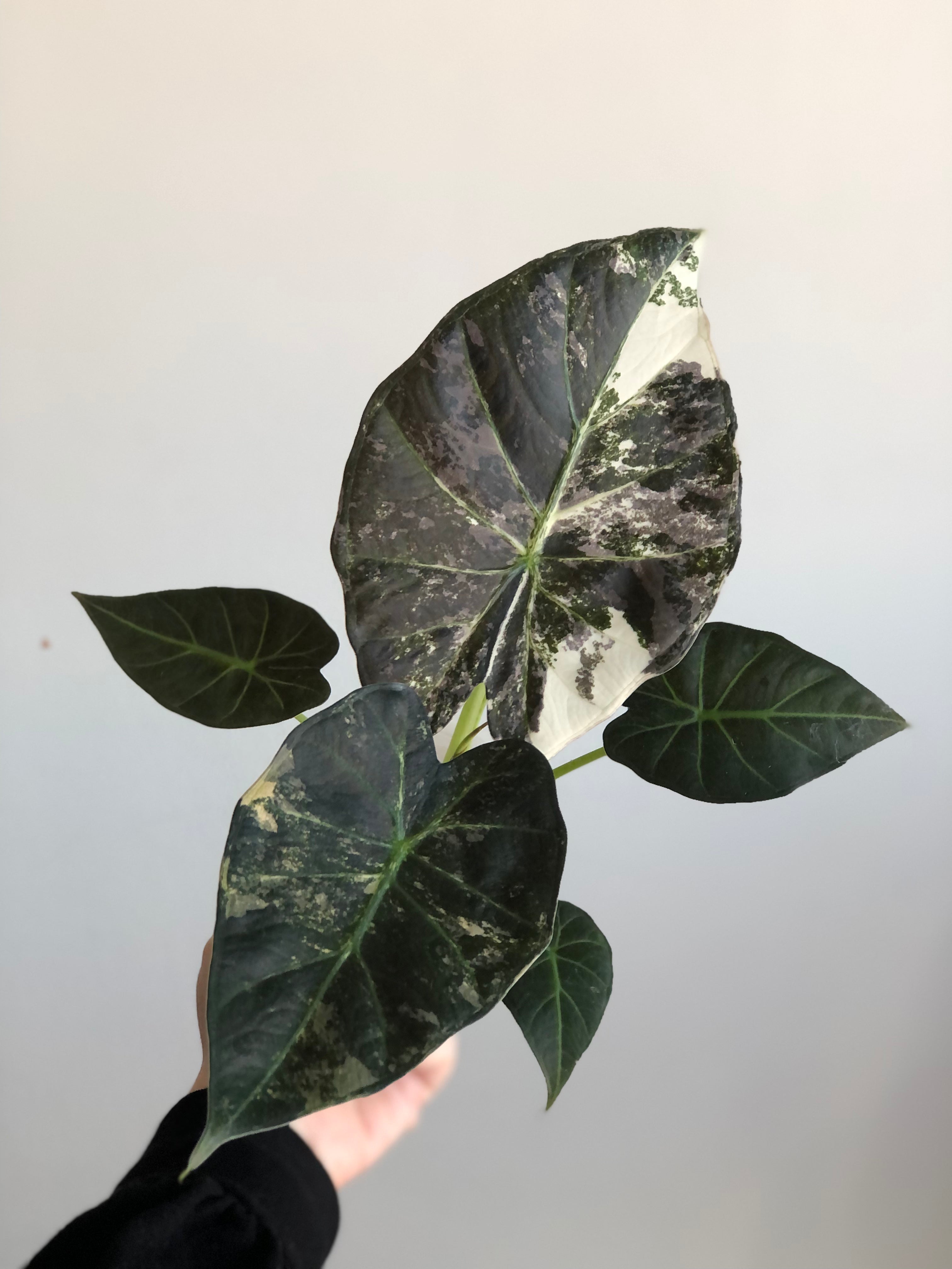 Regal Shield Albo/Mint