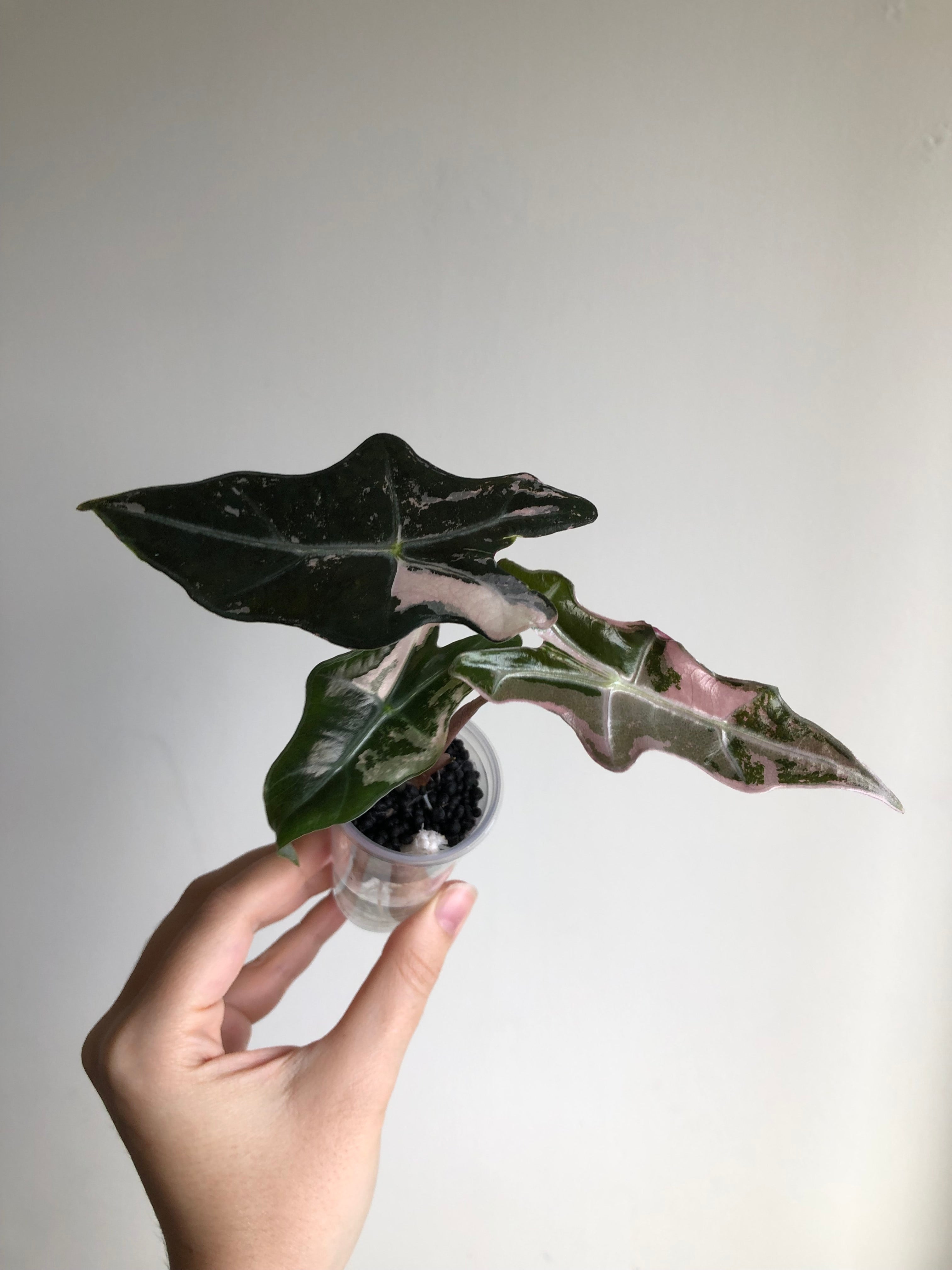 Nobilis Pink + rosa potte