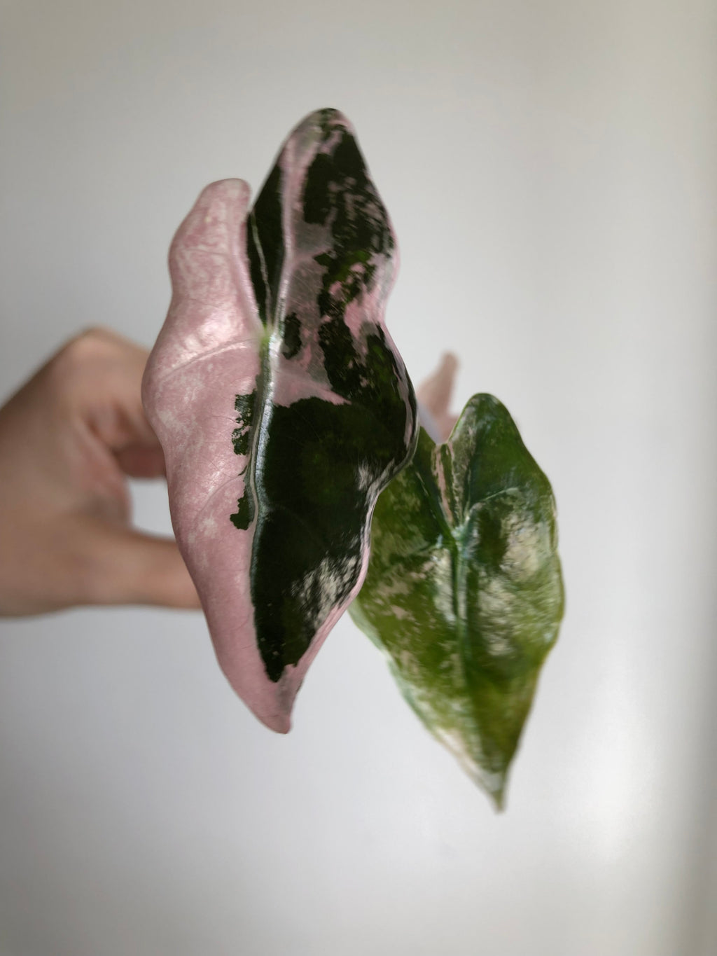 Nobilis Pink + rosa potte
