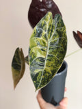Sedenii Aurea