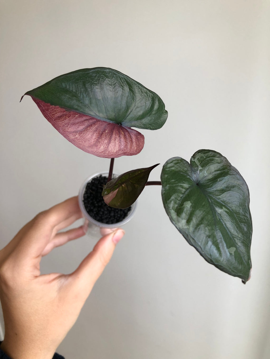 Serendipity Pink