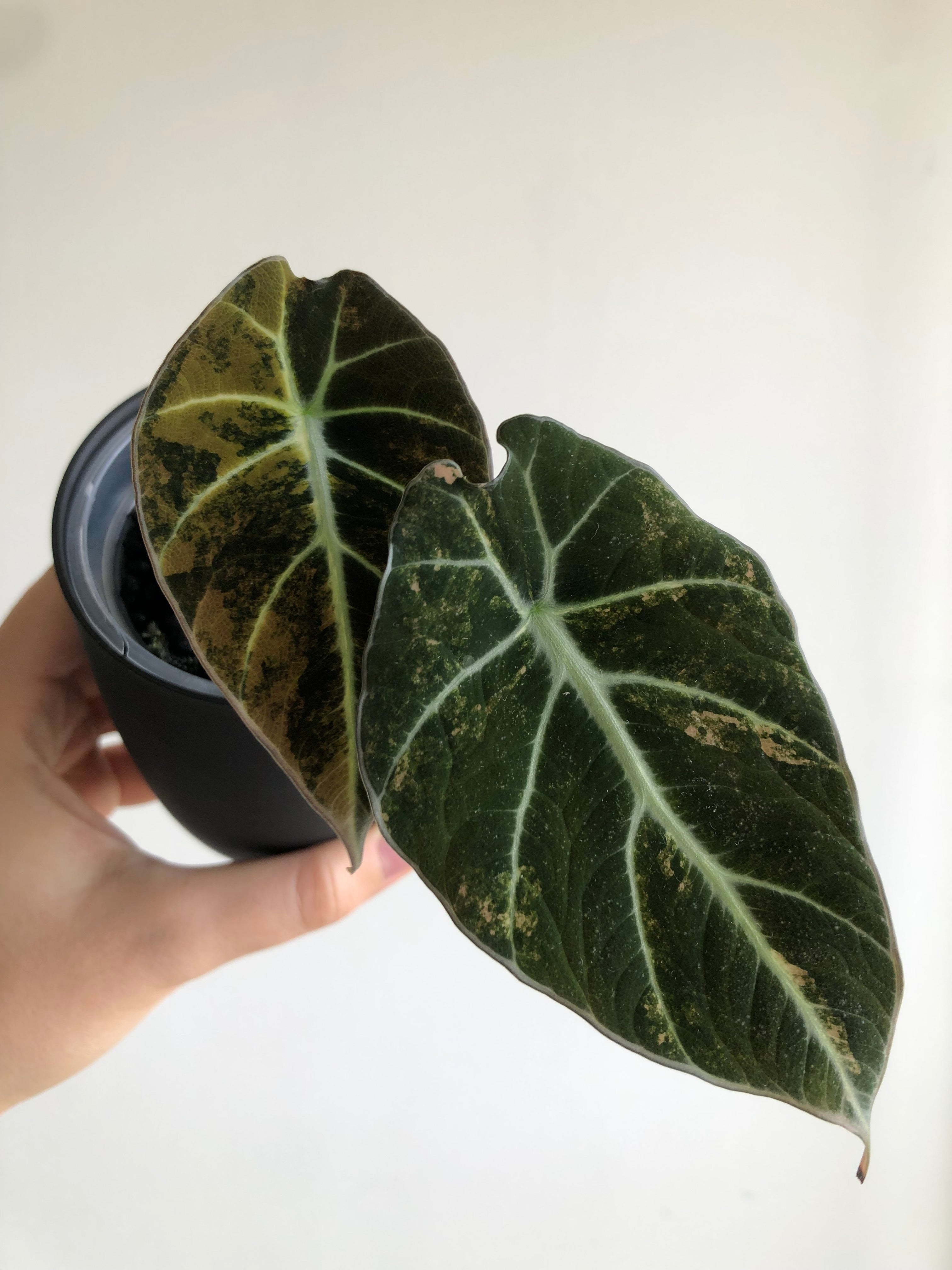 Black Velvet Gold - knoll