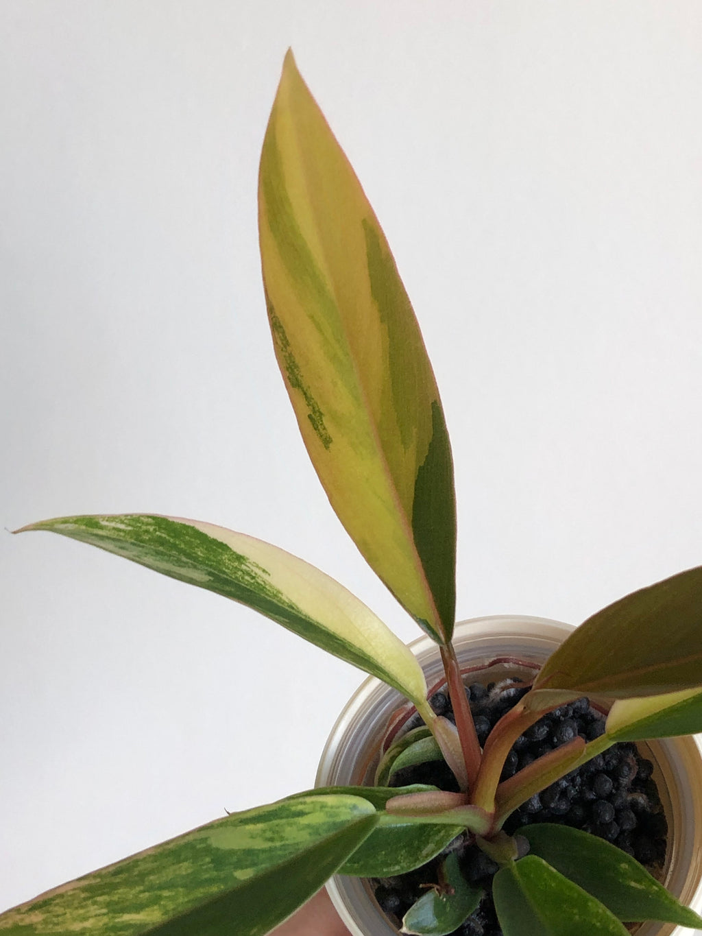 Philodendron Caramel Marble + beige potte