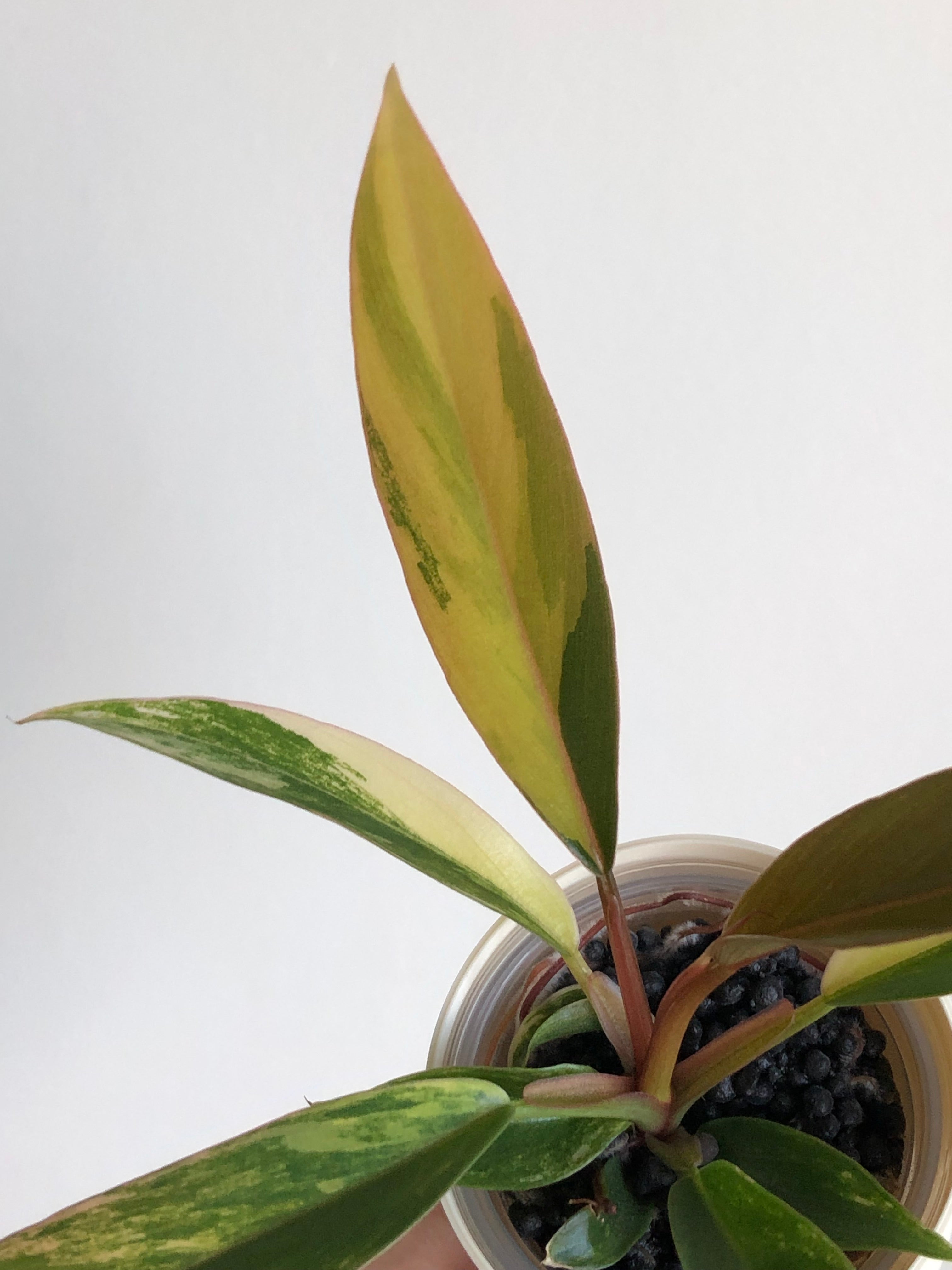 Philodendron Caramel Marble + beige potte