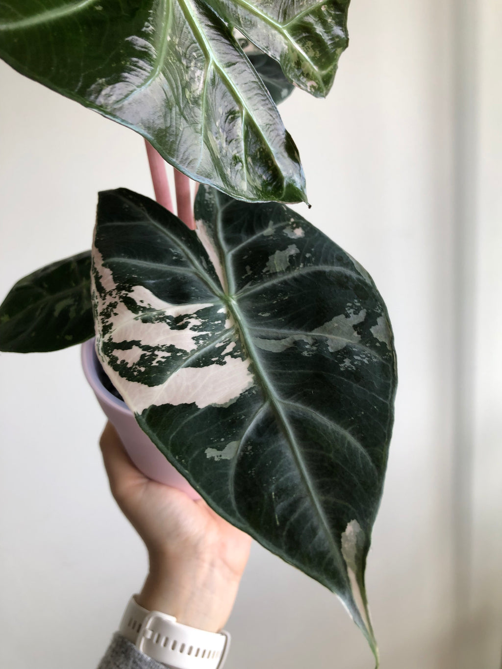 Pink dragon albo (knoll)