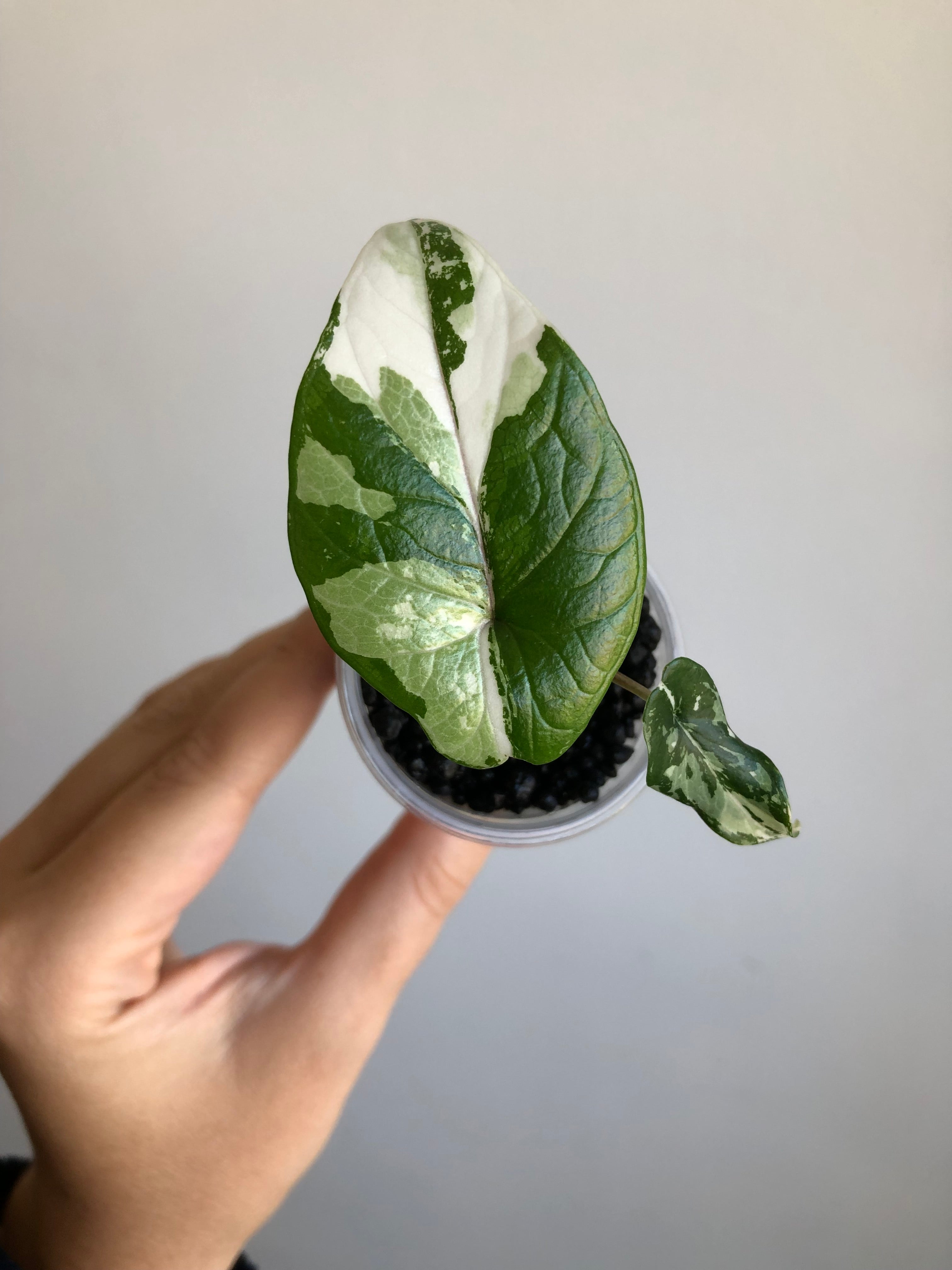 Scalprum Albo