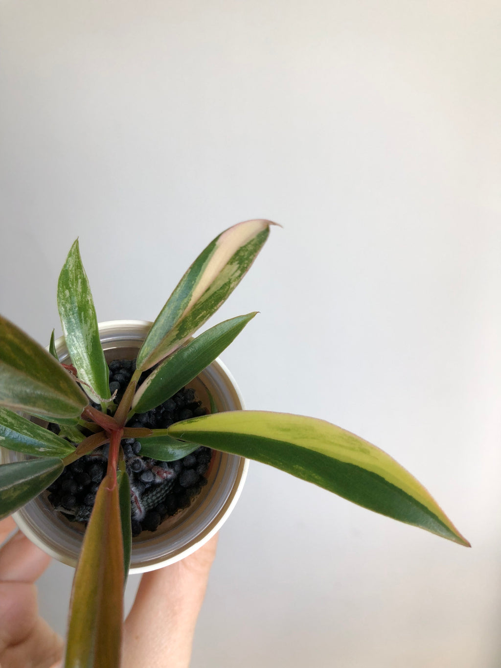 Philodendron Caramel Marble + beige potte