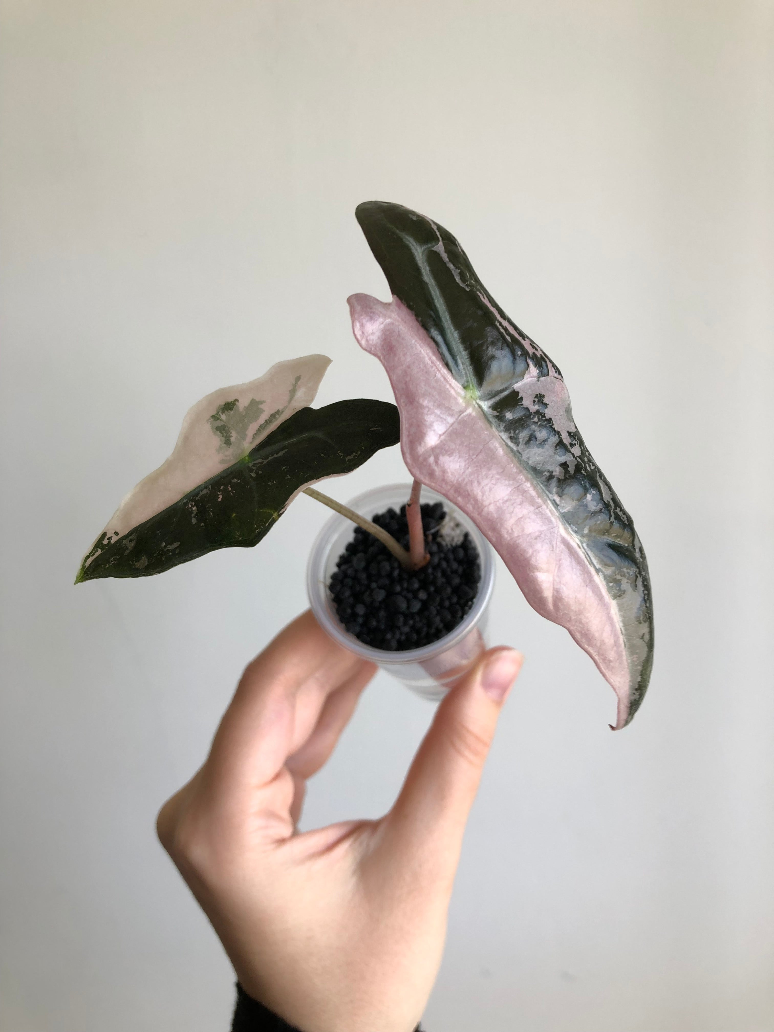 Nobilis Pink + rosa potte