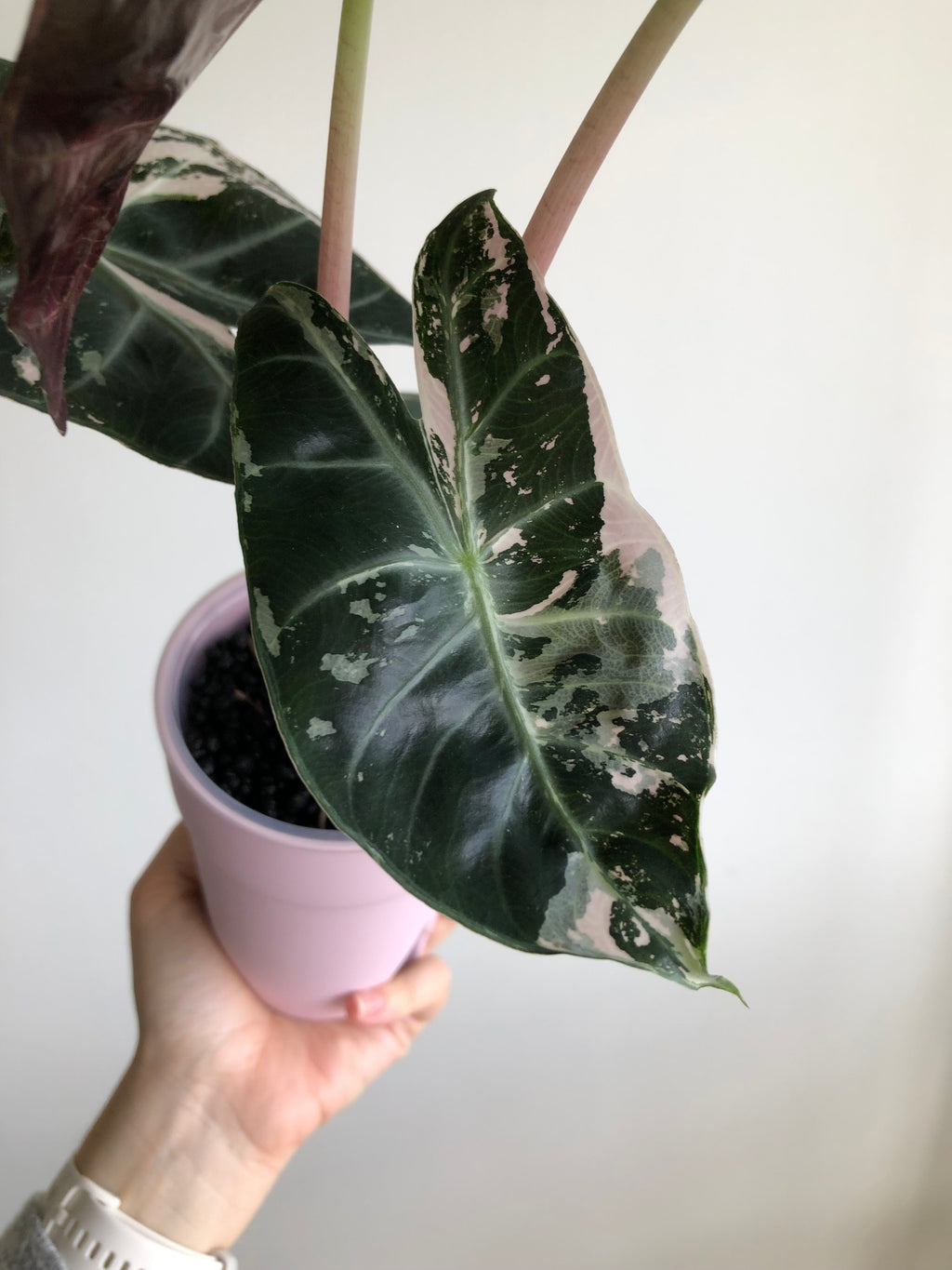 Pink dragon albo (knoll)