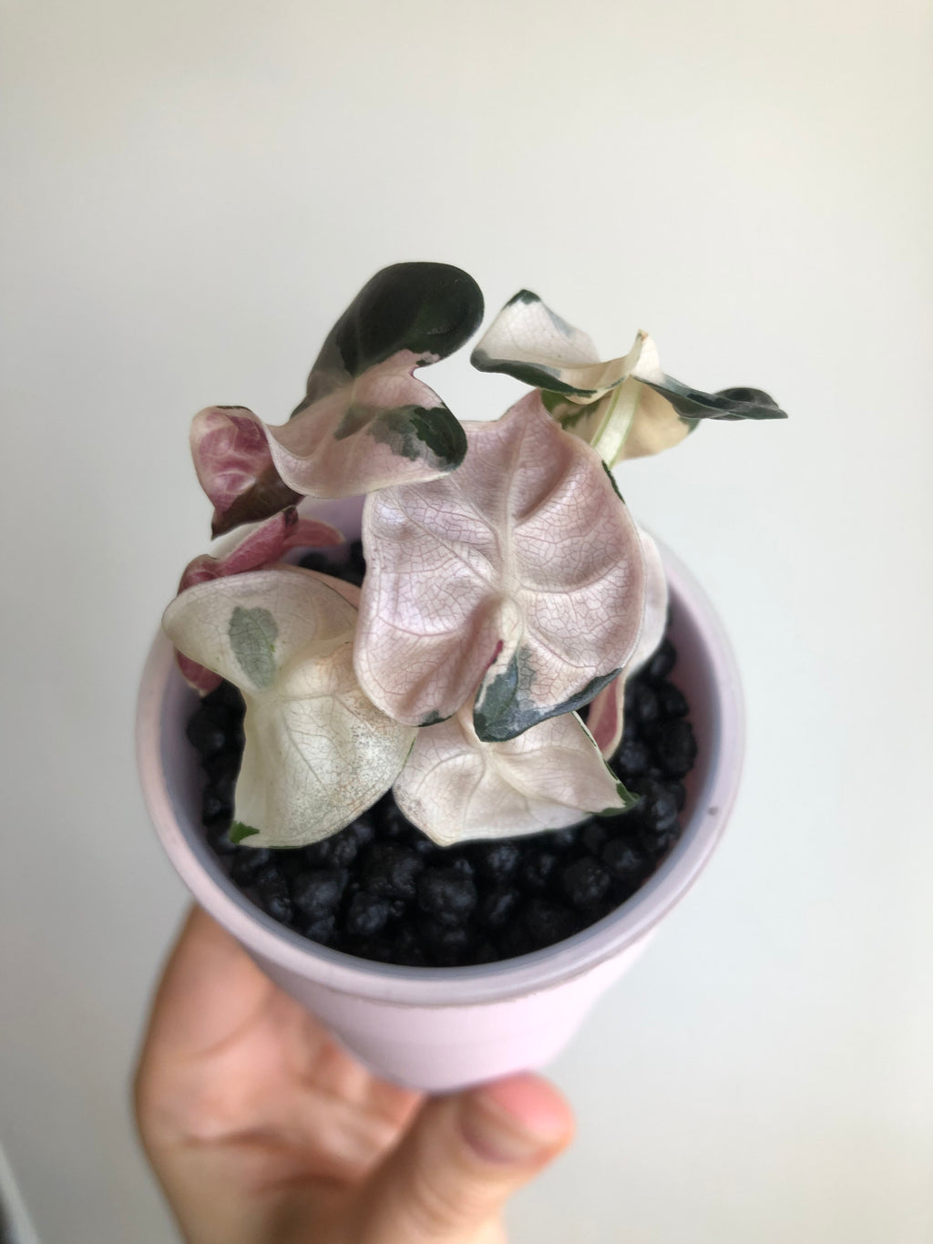 Balloonheart pink + rosa potte
