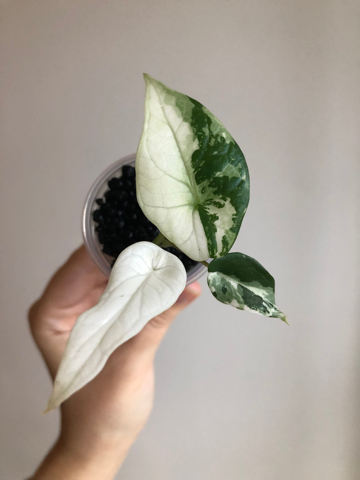 Scalprum Albo