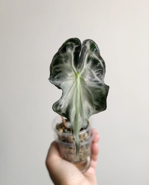Alocasia Venom