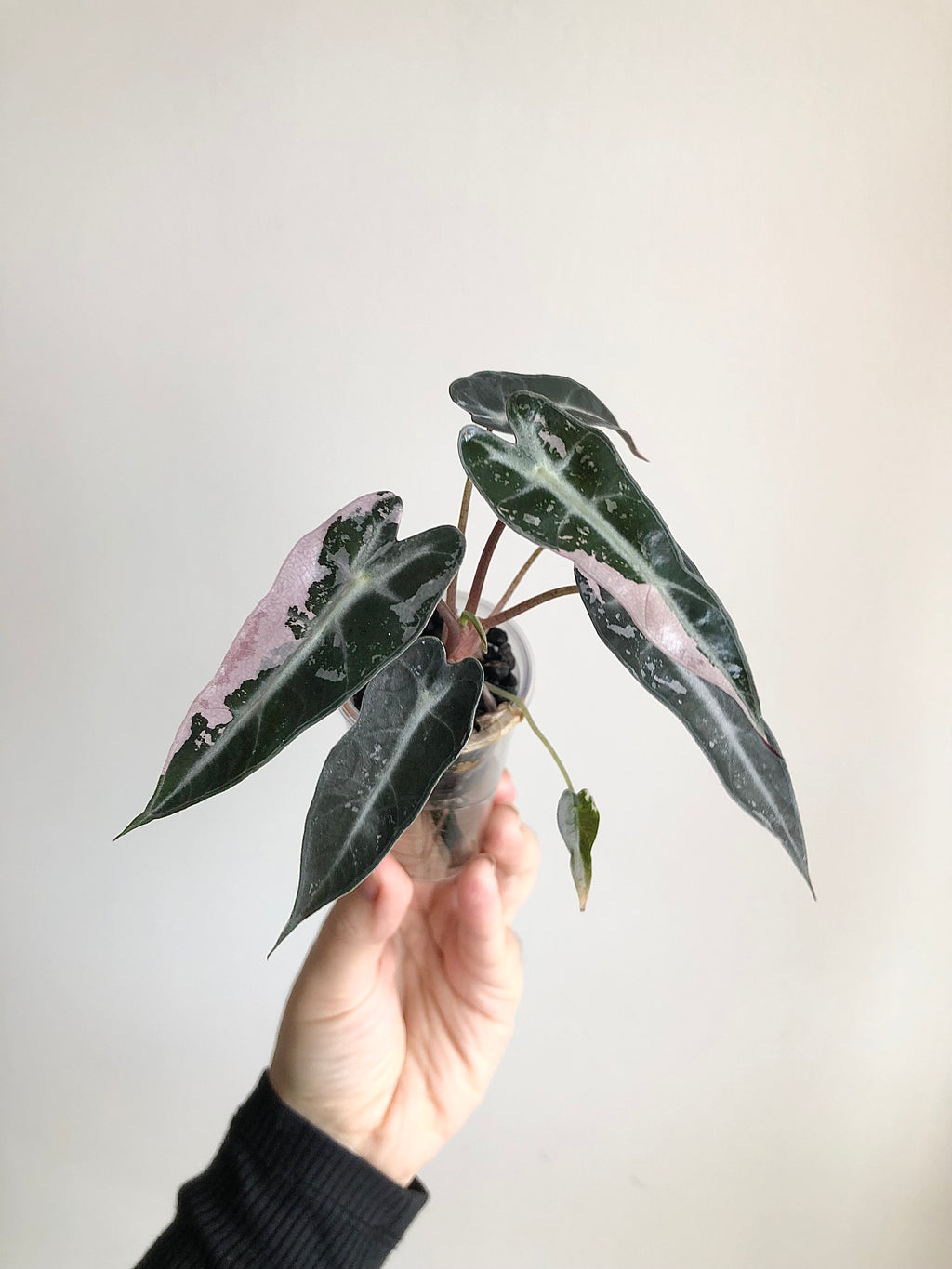 Bambino Pink