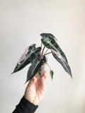 Bambino Pink
