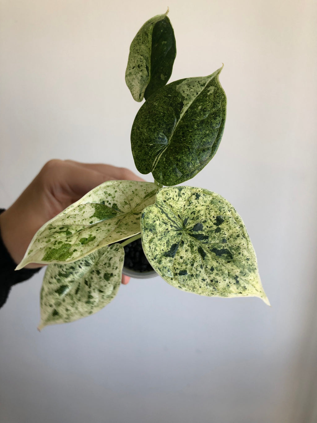 Dragon scale mint