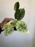 Dragon scale mint