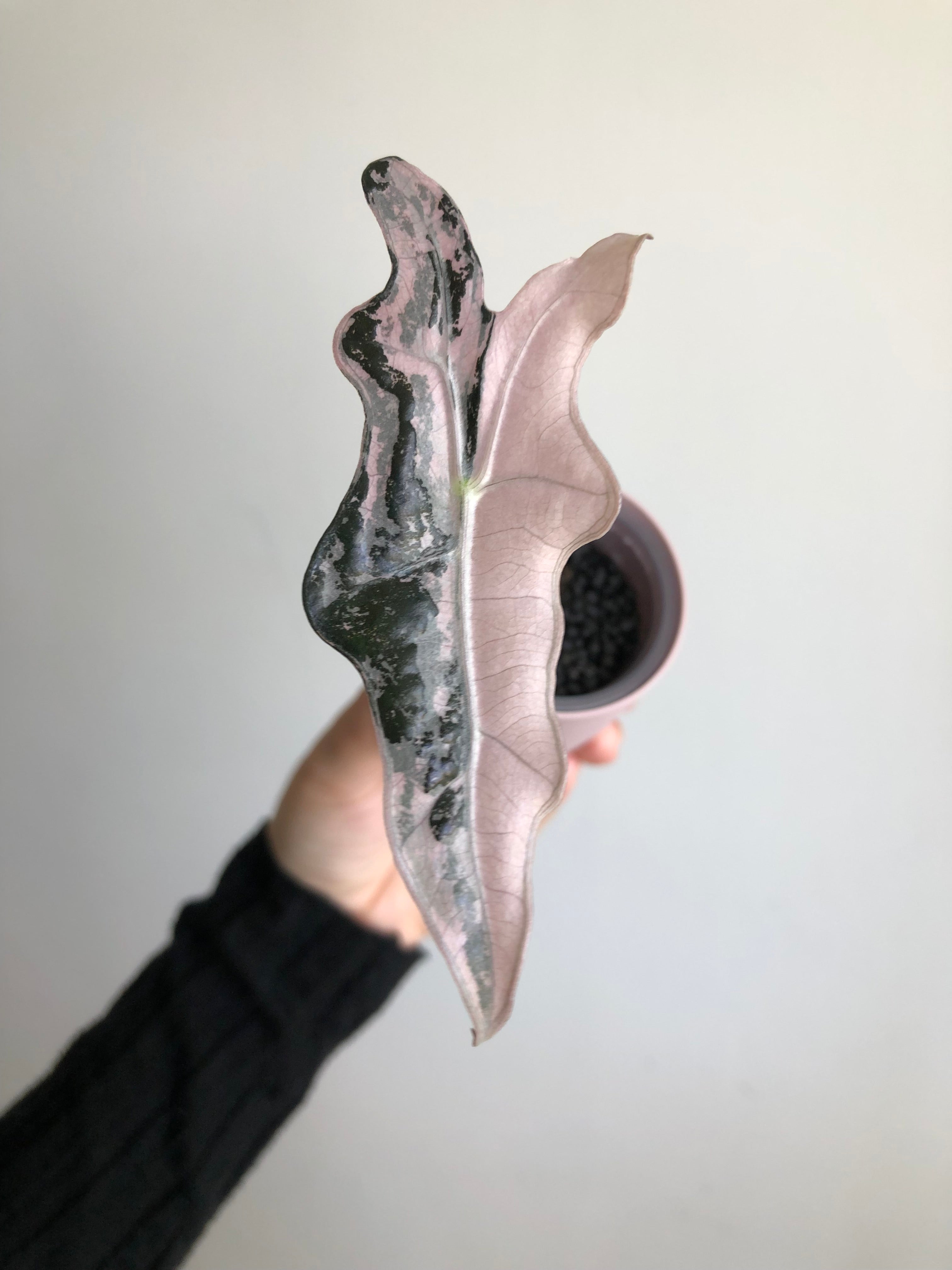Nobilis Pink + rosa potte
