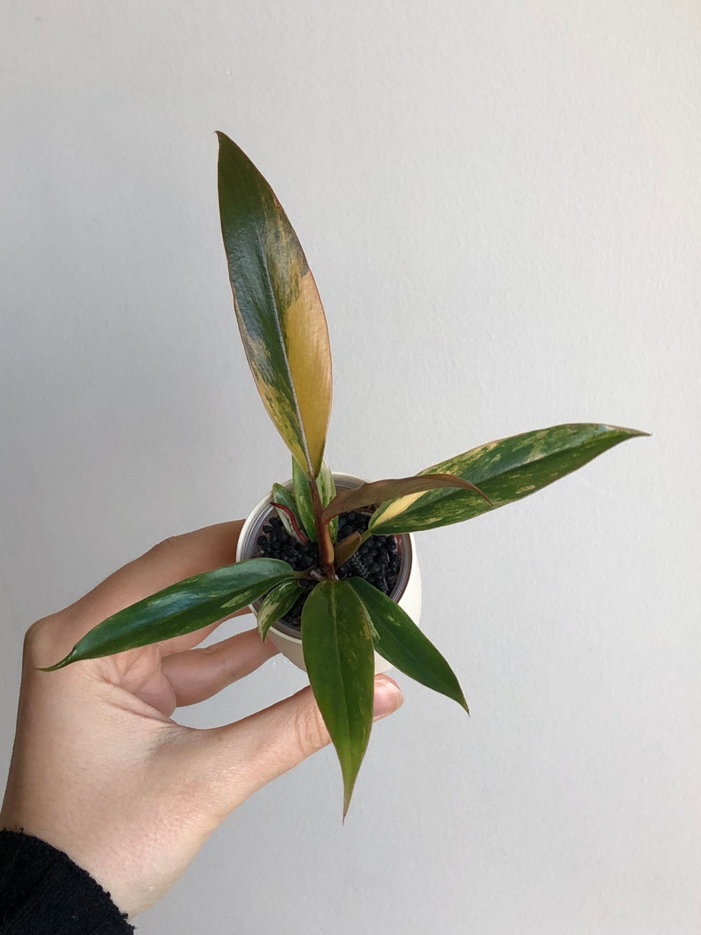 Philodendron Caramel Marble + beige potte