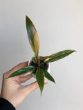 Philodendron Caramel Marble + beige potte