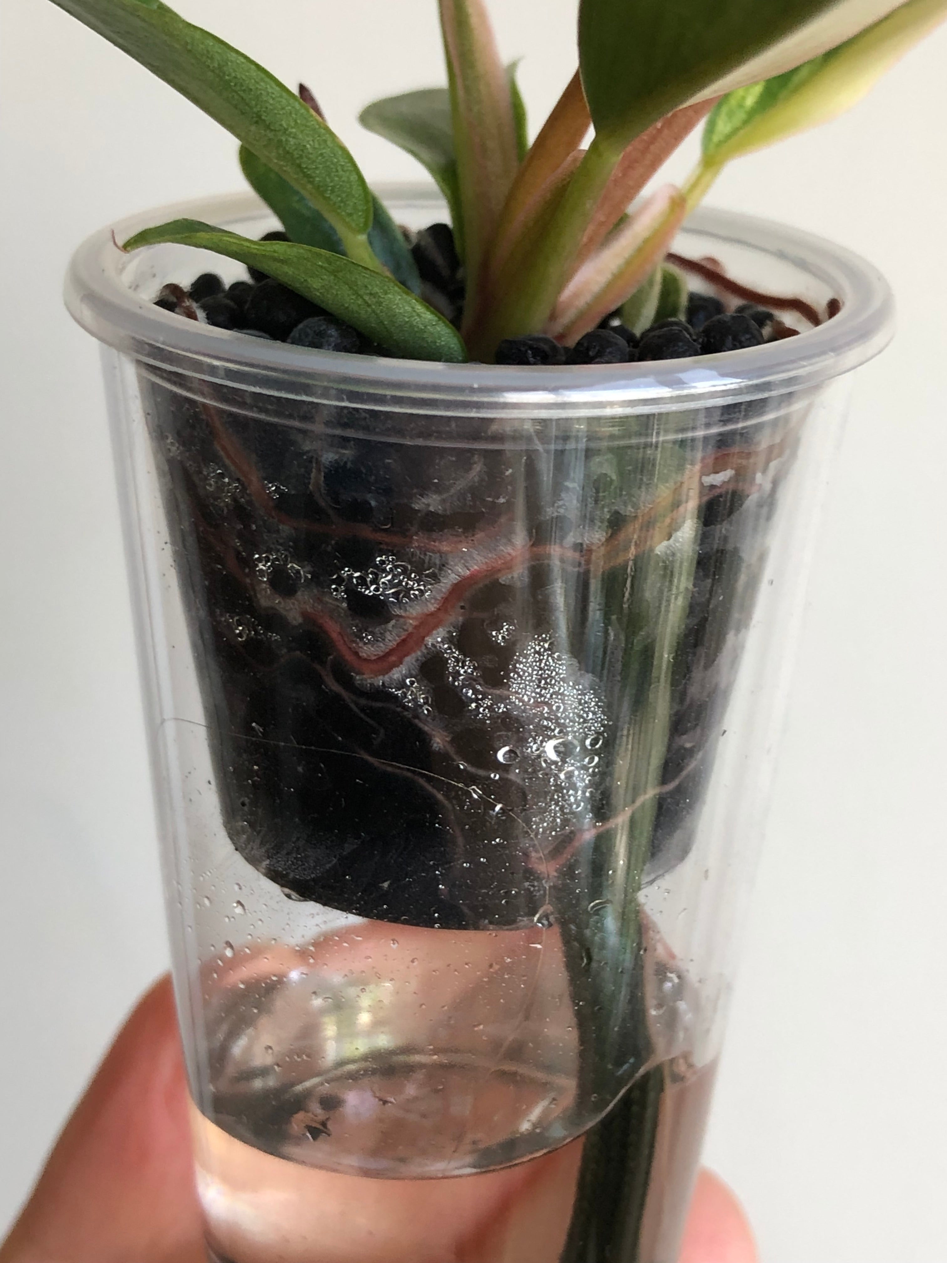 Philodendron Caramel Marble + beige potte