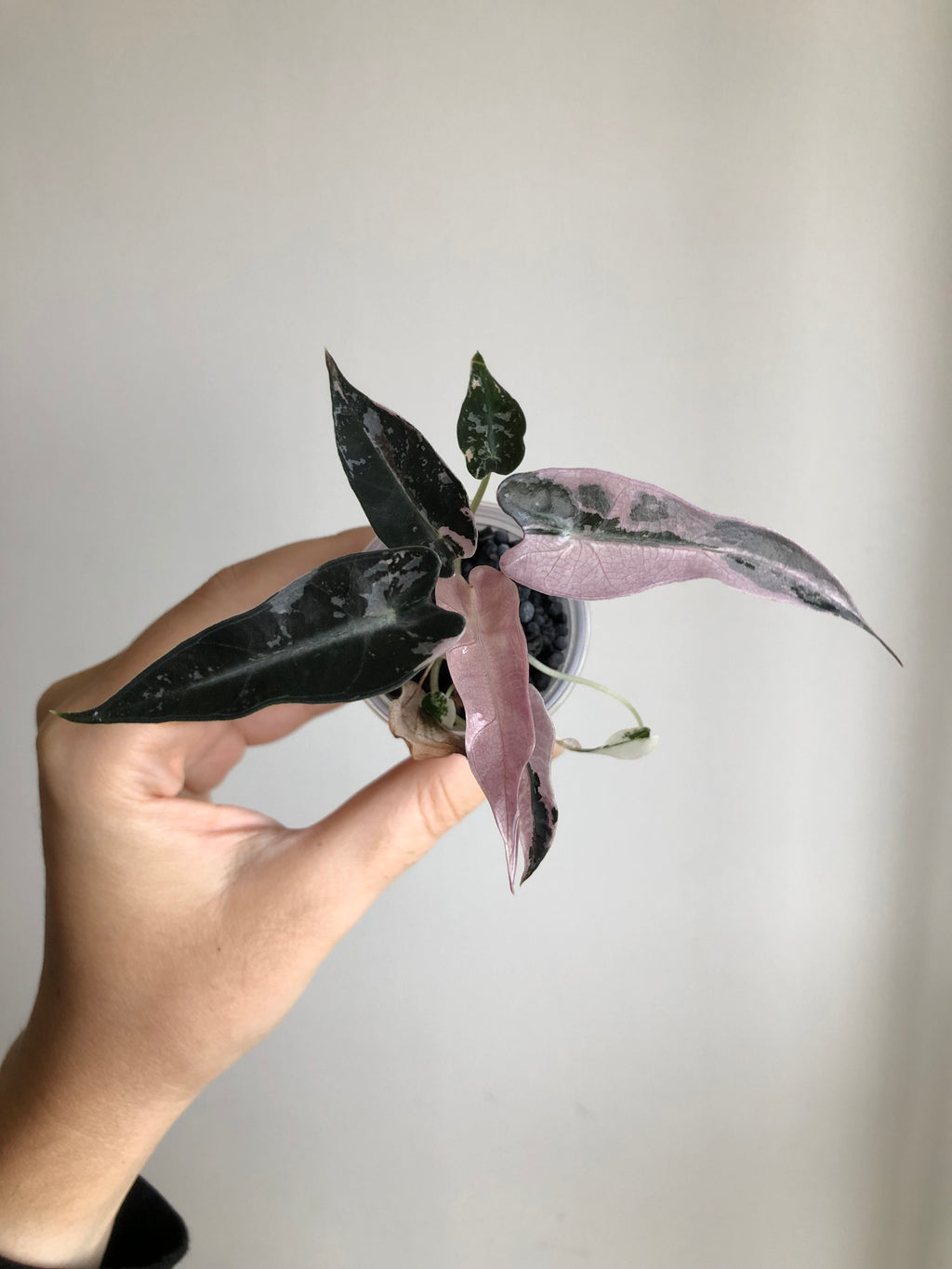 Bambino Pink