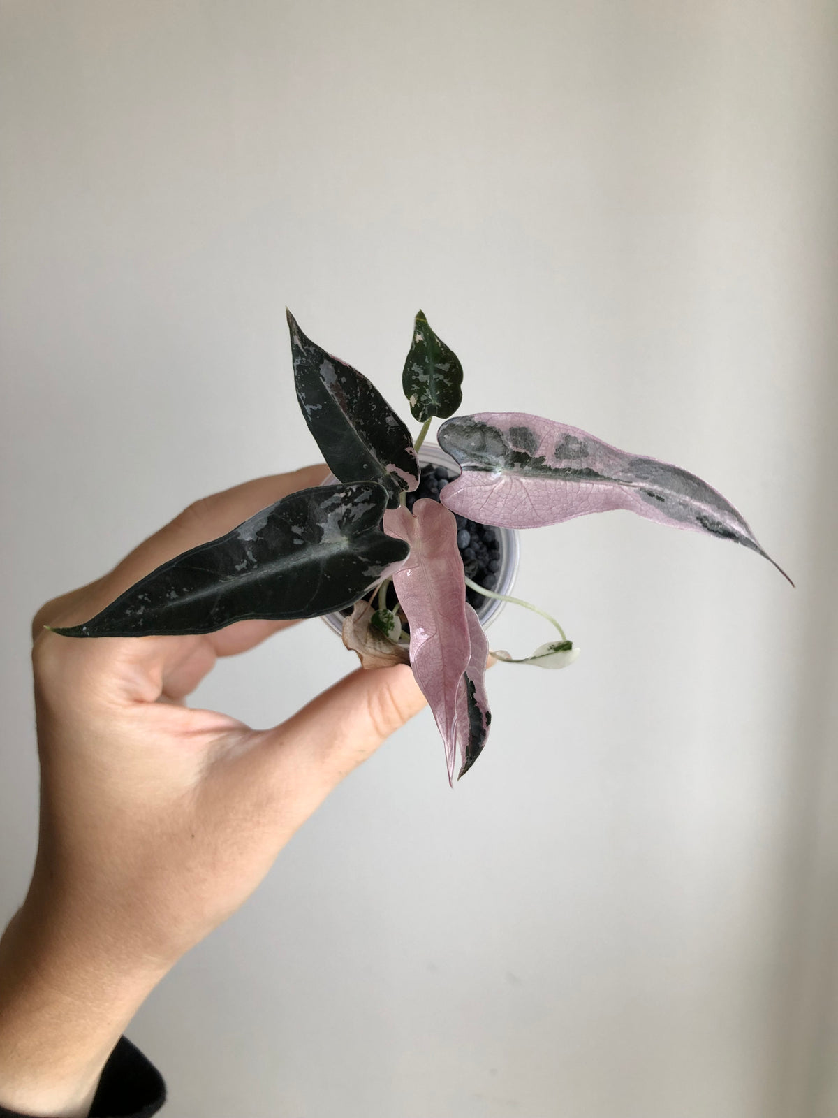 Bambino Pink