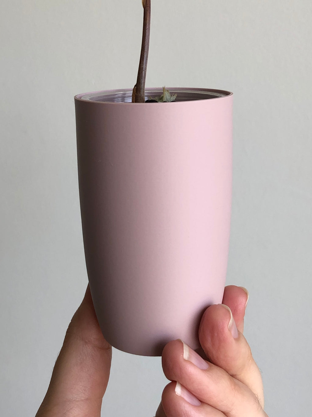 Nobilis Pink + rosa potte