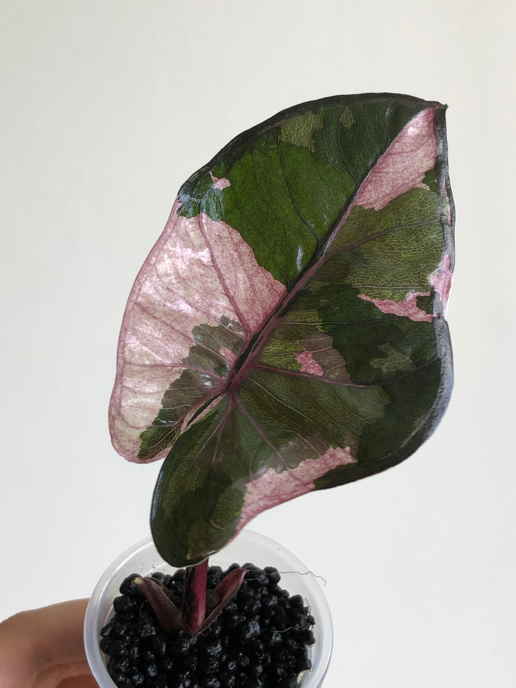 Yucatan Princess Pink