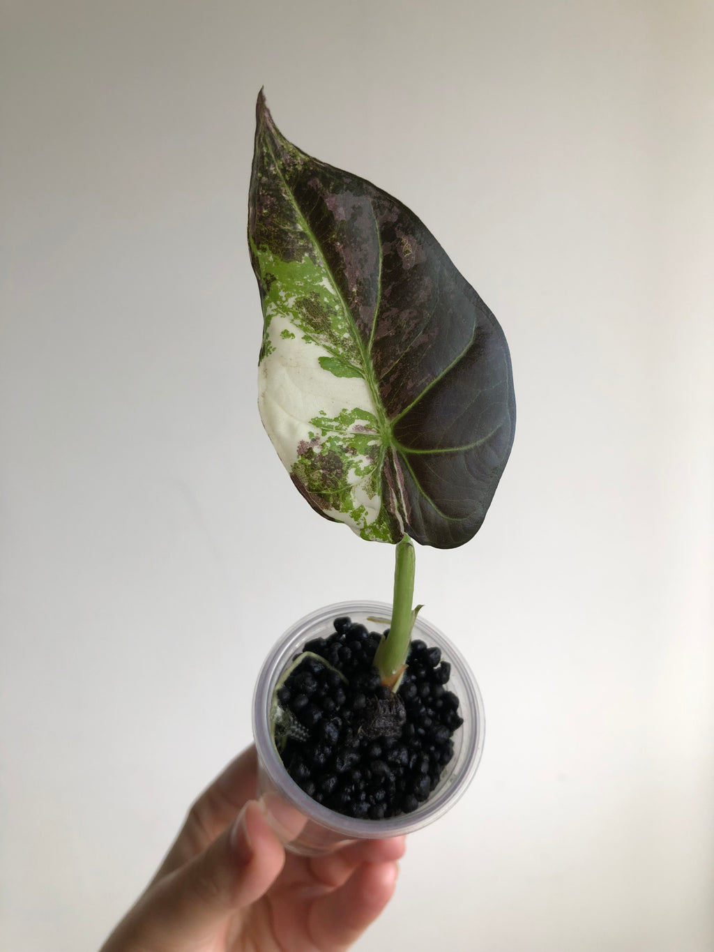 Regal Shield Albo/Mint