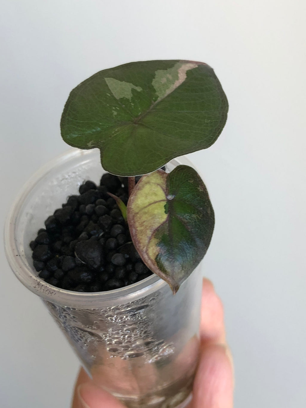 Yucatan princess variegata aurea