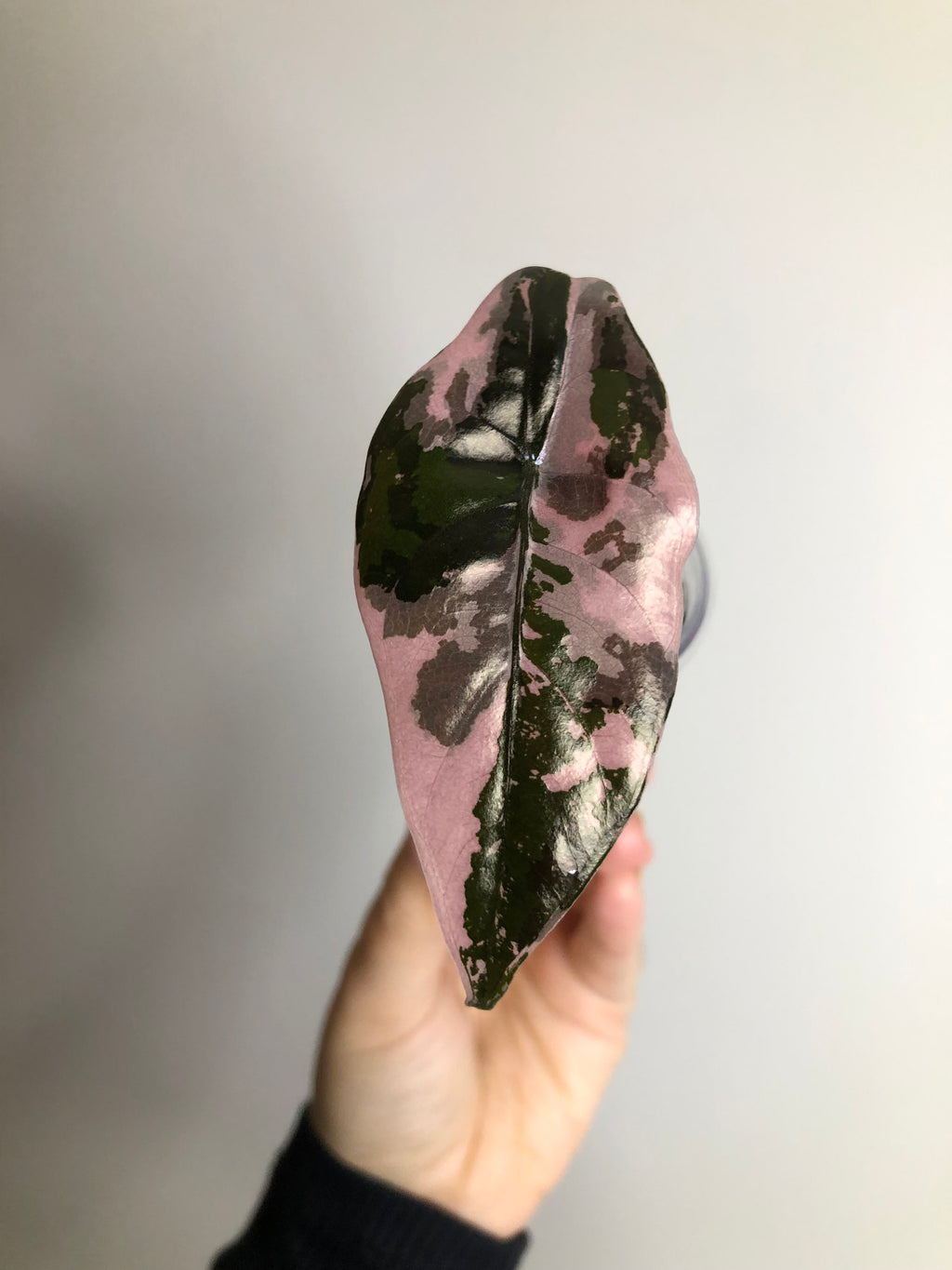 Chantrieri Pink