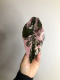 Chantrieri Pink