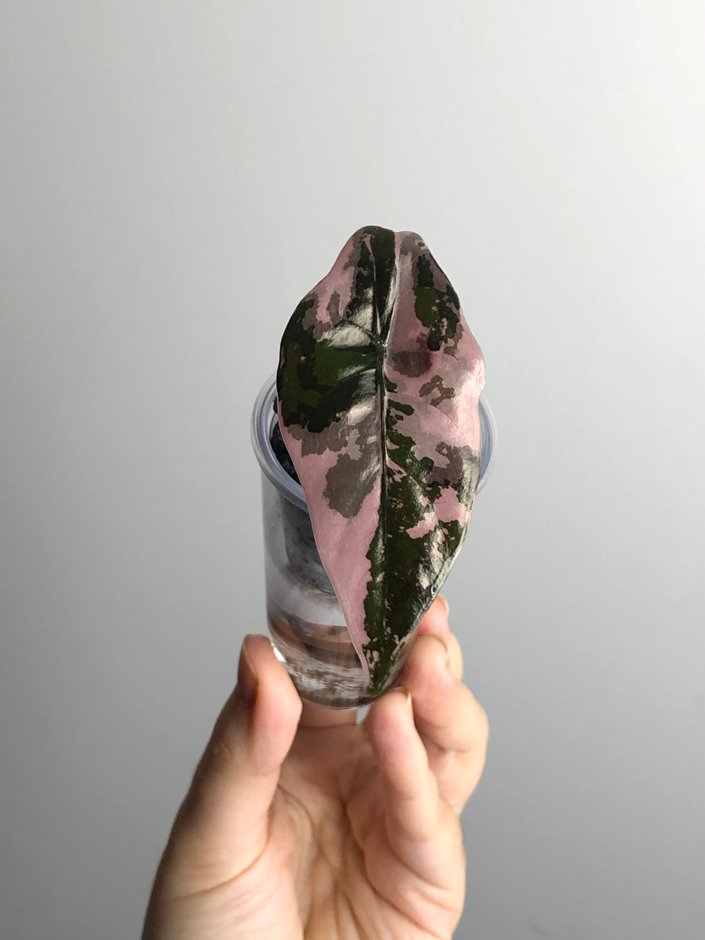 Chantrieri Pink