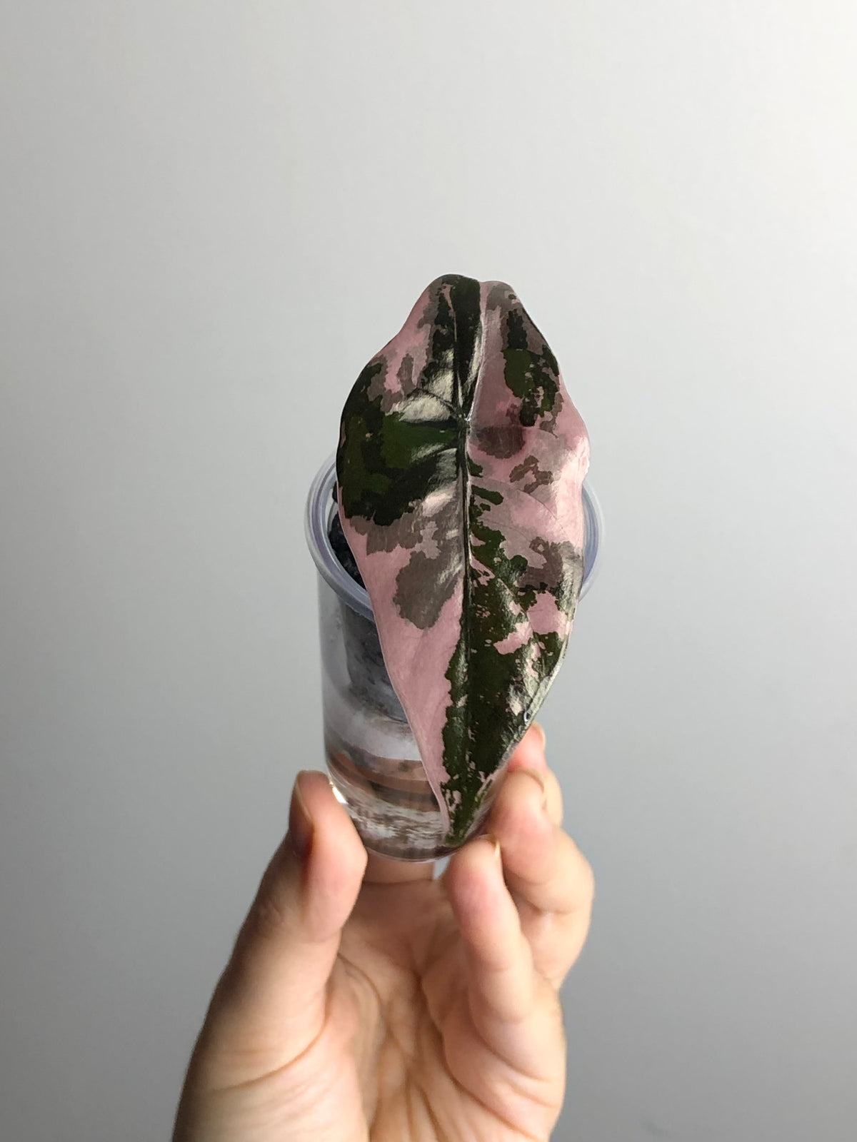 Chantrieri Pink