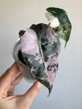 Polly Pink Snowflake