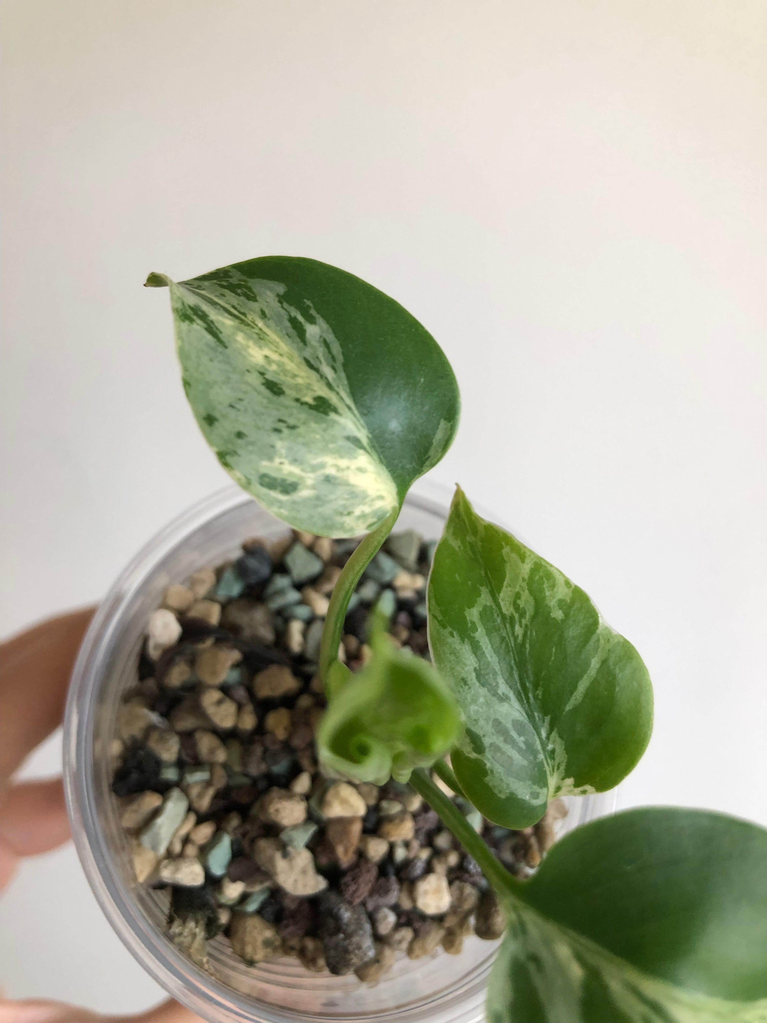 Monstera Bulbasaur - plante